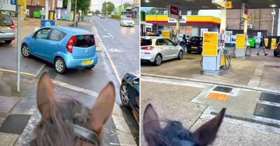 Видео: всадник на лошади затроллил водителей в очереди за бензином - motor.ru