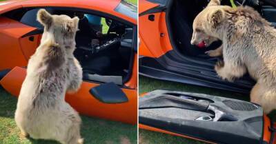 Видео: медведь оторвал дверь Lamborghini Huracan, пытаясь добраться до яблока - motor.ru