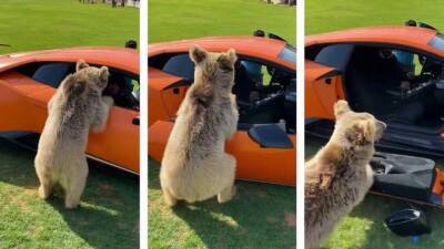 Медведь оторвал дверцу у Lamborghini Huracan: видео - auto.24tv.ua