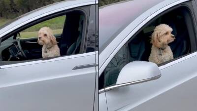 Видео: Tesla с собакой за рулем засняли на дороге - motor.ru - Сша - штат Техас
