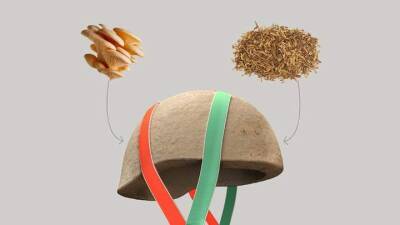 В Нидерландах разработали детский шлем из грибов и сена, растущий вместе с ребенком - auto.24tv.ua - Голландия
