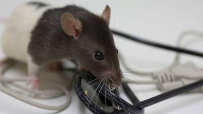 Крысы облюбовали проводку электромобилей Tesla - autonews.autoua.net - New York