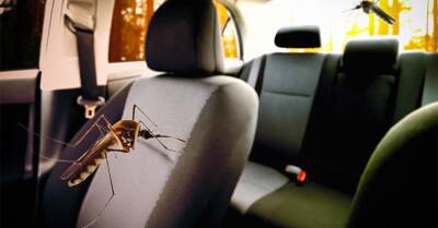 В Китае придумали «умный» отпугиватель комаров для машин. Он умеет определять их пол - motor.ru - Китай