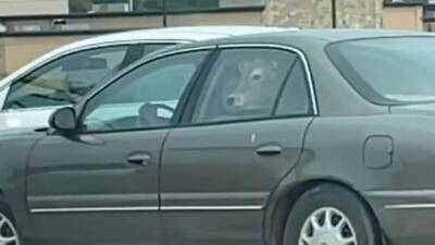 На "МакДрайве" заметили легковой автомобиль с коровой на заднем сиденье: видео - auto.24tv.ua - Usa - штат Висконсин