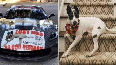 Семья из США предлагает новенький спорткар и денежное вознаграждение за пропавшую собаку - auto.24tv.ua - Сша - штат Джорджия