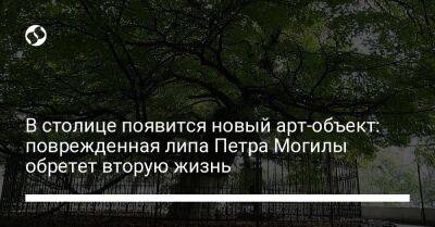 В столице появится новый арт-объект: поврежденная липа Петра Могилы обретет вторую жизнь - biz.liga.net - Киев - Украина
