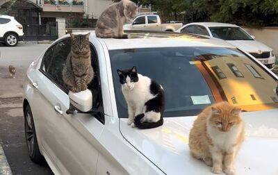 Кошки показали, какая машина для них настоящий рай - zr.ru - Турция - Стамбул