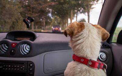 Какие автомобили больше нравятся собакам — исследование - zr.ru