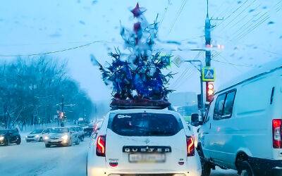 Результаты опроса: многие не знают, как довезти елку до дома без штрафа - zr.ru - Днр - Лнр - Донбасс