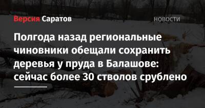 Полгода назад региональные чиновники обещали сохранить деревья у пруда в Балашове: сейчас более 30 стволов срублено - nversia.ru - район Балашовский