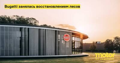 Bugatti занялась восстановлением лесов - motor.ru