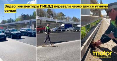 Видео: инспекторы ГИБДД перевели через шоссе утиную семью - motor.ru - Москва - Россия