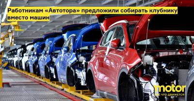 Работникам «Автотора» предложили собирать клубнику вместо машин - motor.ru - Россия