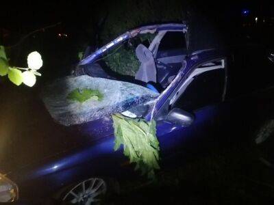 18-летний водитель пострадал в ДТП с лосем на темной дороге в Тверской области - afanasy.biz - Тверская обл.
