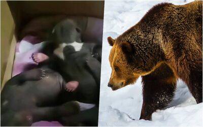 Трое медвежат остались без мамы и дома — удастся ли их спасти? - zr.ru - Тверская обл.