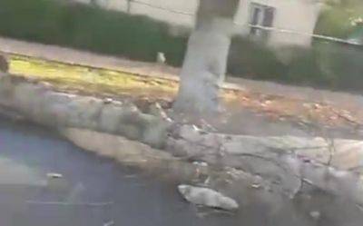 Трагедия в Янгихаётском районе: дерево упало на авто, пассажирка погибла - podrobno.uz - Узбекистан - Ташкент - район Янгихаетский