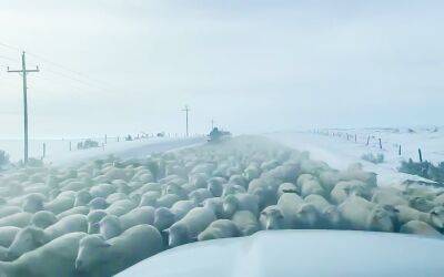 Что чувствуешь, когда твой автомобиль «обтекают» 6 тысяч овец - zr.ru - штат Вайоминг