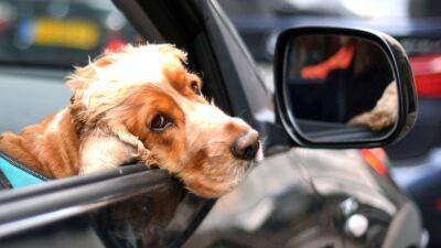 Во Флориде собакам запретят выглядывать из окон автомобилей - autocentre.ua - Сша - штат Флорида - штат Нью-Гэмпшир