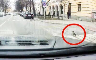 Культурная столица: в Петербурге вороны начали соблюдать ПДД (видео) - zr.ru - Санкт-Петербург