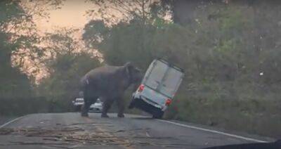 В Таиланде слон перевернул автомобиль – что с водителем - autocentre.ua - Таиланд