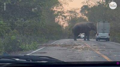 В Тайланде слон перевернул грузовик: видео - auto.24tv.ua - Сша - Индия - Таиланд