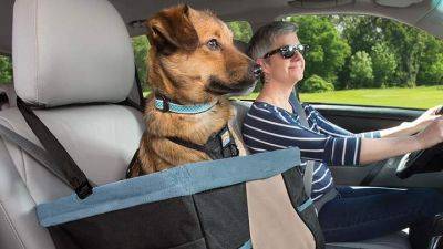 Перевозим домашних животных в автомобиле: безопасность и комфорт прежде всего - auto.24tv.ua - Украина