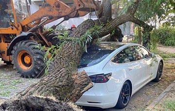 «Сосед разбудил, сказал: выходи»: во дворе Минска дерево рухнуло на Tesla - charter97.org - Белоруссия - Минск