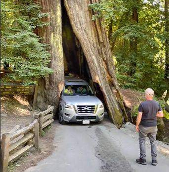 Турист за рулем Nissan Armada застрял в стволе 2500-летнего дерева (видео) - autocentre.ua - Сша - штат Калифорния