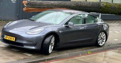 Невероятное везение: электромобиль Tesla остался невредимым после падения дерева (видео) - focus.ua - Украина - Голландия