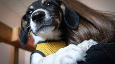 Ветеринары призывают водителей не оставлять животных в автомобилях - auto.24tv.ua