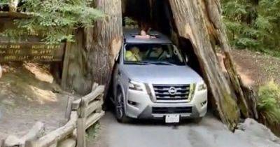 Не пролез: внедорожник Nissan застрял в стволе 2500-летнего дерева (видео) - focus.ua - Украина - Сша - штат Калифорния