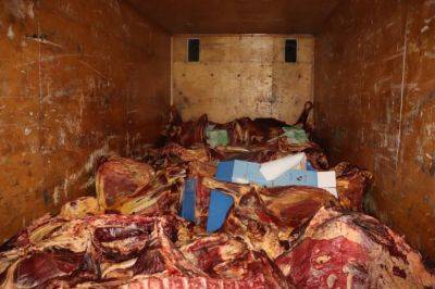 Правоохранители обнаружили полный грузовик тухлого мяса. Видео - podrobno.uz - Узбекистан - Ташкент