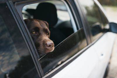 Перевозка животных в авто – как сохранить сидение чистыми – советы водителям - apostrophe.ua - Украина
