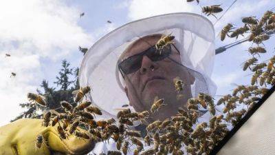 5 миллионов пчел вылетели из ульев из-за ДТП в Канаде - ru.euronews.com - Канада