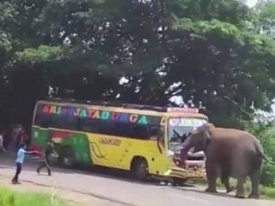 В Индии разъяренный слон разбил рейсовый автобус - unn.com.ua - Киев - Украина - Индия