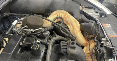 Жуткая находка: на СТО под капотом Ford обнаружили редкую змею (видео) - focus.ua - Украина - Usa - штат Северная Каролина - New York