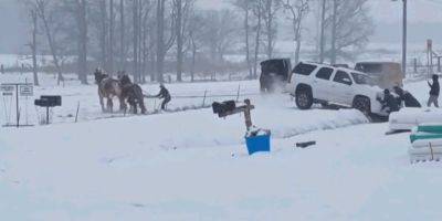 В США застрявший в снегу внедорожник вытащили с помощью лошадей — видео - nv.ua - Украина - Сша - штат Теннесси