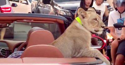 Львенок в кабриолете Bentley шокировал жителей курортного городка (видео) - focus.ua - Украина - Сша - Таиланд - Шри Ланка