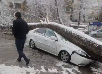 Из-за снегопада дерево упало на автомобиль Gentra. Никто не пострадал. Видео - podrobno.uz - Узбекистан - Ташкент - район Янгихаетский