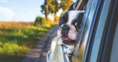 Смотрят "мультики" и нюхают мир: зачем на самом деле собаки высовывают голову в окно авто - focus.ua - Украина