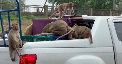 В Таиланде стая обезьян ограбила автомобиль, перевозивший апельсины (видео) - focus.ua - Украина - Китай - Индия - Таиланд