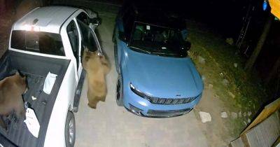 Открыли двери без проблем: медведи залезли в незапертые авто и устроили беспорядок (видео) - focus.ua - Украина - штат Калифорния