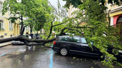 В Праге дерево упало на припаркованные авто - vinegret.cz - Чехия - Прага