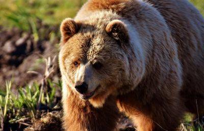 Медведь забрался в автомобиль рабочих и украл холодильник с едой - ont.by - Сша - Белоруссия - штат Калифорния