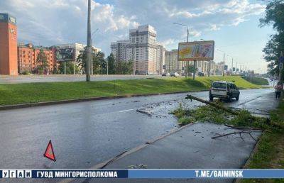 Дерево упало на автомобиль на съезде с проспекта Независимости - ont.by - Белоруссия - Минск