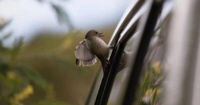 Хичкок что-то знал. Почему на самом деле птицы врезаются в окна авто и домов - focus.ua - Украина