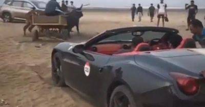 Застрявший в песке суперкар Ferrari вытаскивала пара волов (видео) - focus.ua - Украина - Индия - state California - Мумбаи